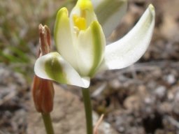 Albuca setosa tepal tips